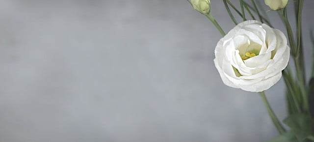 Examples of negative self talk and white flower image