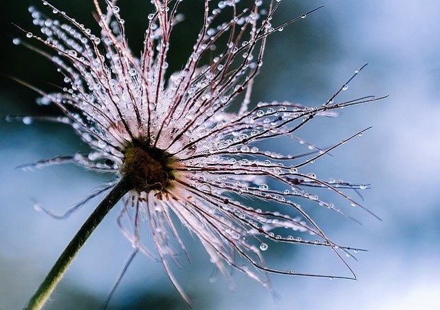 Abstract representation of growth and blossoming, depicted as a flower-like branches spreading outwards, adorned with dew drops.