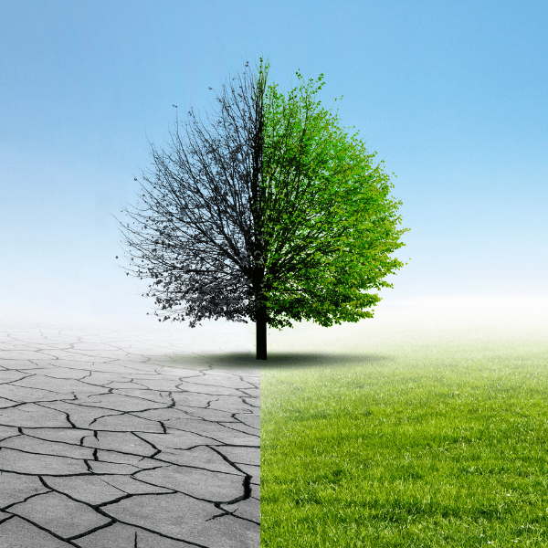 A tree divided in half vertically, with the left side showing a dry pavement and the right side showing greenery, representing the concept of change