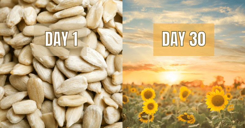 A split image of Day 1 with sunflower seeds on the left and Day 30 with a vibrant sunflower field on the right, symbolising the transformative power of 30 day challenges.