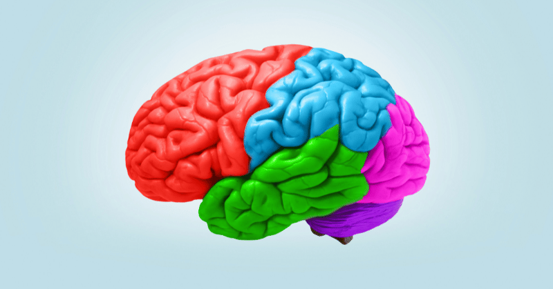 Coloured brain lobes symbolising the concept of harnessing awareness and mind control for improved productivity.