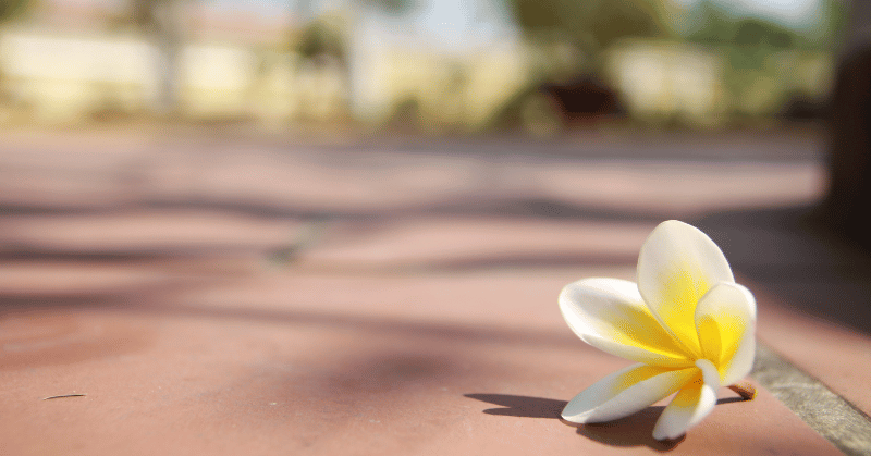 Close-up of a single frangipani flower on the road, symbolising resilience and the message 'never give up till the end of life', reflecting important life lessons on persistence