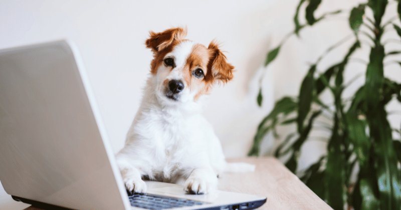 Jack russell dog working on laptop, demonstrating the concept of web browsing and wasting time