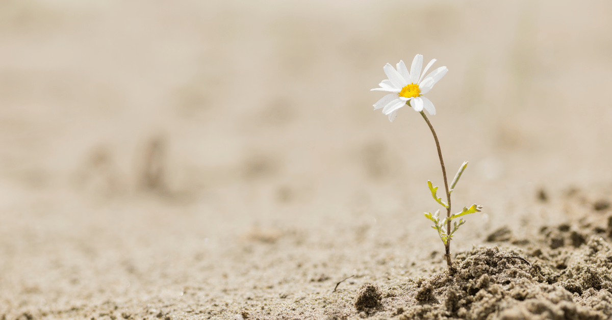 Resilient daisy flower on a sandy desert, demonstrating the concept of traits of mentally strong people